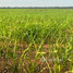  Terreno for sale in Brasil, Nova Maringá, Nova Maringá, Mato Grosso, Brasil