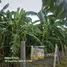  Land for sale in Lak Si Bangkok, Thung Song Hong, Lak Si