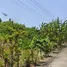  Land for sale at Baan Maneekram-Jomthong Thani, Wichit, Phuket Town, Phuket