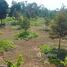  Land for sale in Phe, Rayong, Phe, Mueang Rayong, Rayong, Thailand