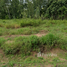  Land for sale in Bo Win, Si Racha, Bo Win