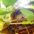 在印度尼西亚 / 印度尼西亞出售的 屋, Ubud, Gianyar, 里岛, 印度尼西亚 / 印度尼西亞