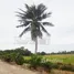  Land for sale in Khlong Maduea, Samut Sakhon, Khlong Maduea, Krathum Baen, Samut Sakhon, Thailand