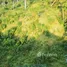 Terrain à vendre à Guananico, Puerto Plata, Guananico, Puerto Plata, République dominicaine