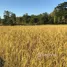  Terreno (Parcela) en venta en Lampang, Tha Pha, Ko Kha, Lampang