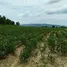  Terreno (Parcela) en venta en Lum Khao, Lop Buri, Lum Khao