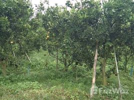  Land for sale in Fang, Chiang Mai, Mae Kha, Fang