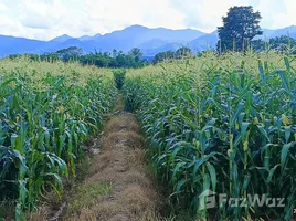ขายที่ดิน ใน โป่งน้ำร้อน, เชียงใหม่, โป่งน้ำร้อน, ฝาง, เชียงใหม่, ไทย