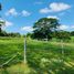 N/A Terreno (Parcela) en venta en , Alajuela Countryside Agricultural Land For Sale in La Ceiba, La Ceiba, Alajuela