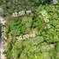  Land for sale at Yamu Hills, Pa Khlok, Thalang, Phuket, Thailand