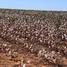  Terrain for sale in Mato Grosso, Indiavai, Mato Grosso