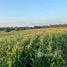  Land for sale in Khanong Phra, Nakhon Ratchasima, Khanong Phra, Pak Chong