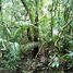 N/A Terreno (Parcela) en venta en , Alajuela JUNGLE PARADISE: Nature lovers paradise: 238 acres of forest, Cote, Alajuela