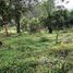 Land for sale in Turrialba Cartago, Turrialba, Cartago, Costa Rica