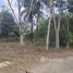  Land for sale in Thalang, Phuket, Choeng Thale, Thalang
