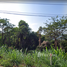  Land for sale in Choeng Thale, Thalang, Choeng Thale