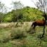  Terrain for sale in Chiriqui, Plaza Caisan, Renacimiento, Chiriqui