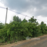  Land for sale in Phetchabun, Khlong Krachang, Si Thep, Phetchabun