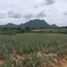 ขายที่ดิน N/A ใน หนองพลับ, หัวหิน 30 Rai Land for Sale in Nong Phlap, Huahin