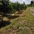  Land for sale in Thung Khao Phuang, Chiang Dao, Thung Khao Phuang