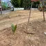  Land for sale in Kho Hong, Songkhla, Kho Hong, Hat Yai