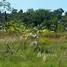  Land for sale in Amazonas, Puerto Narino, Amazonas
