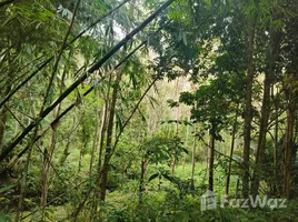 ขายที่ดิน ใน ป่าคลอก, ภูเก็ต, ป่าคลอก