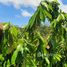  Terreno for sale in Amazonas, Balbina, Presidente Figueiredo, Amazonas