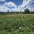  Land for sale in Don Kaeo, Chiang Mai, Don Kaeo, Saraphi, Chiang Mai, Thailand