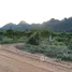 ขายที่ดิน ใน คลองม่วง, นครราชสีมา, คลองม่วง, ปากช่อง, นครราชสีมา, ไทย