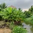 ขายที่ดิน ใน สามพราน นครปฐม, ไร่ขิง, สามพราน, นครปฐม