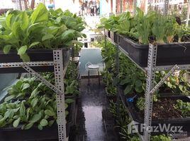 2 Schlafzimmer Haus zu verkaufen in Tan Phu, Ho Chi Minh City, Son Ky