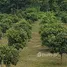 ขายที่ดิน ใน เวียง, เชียงราย, เวียง, เวียงป่าเป้า, เชียงราย