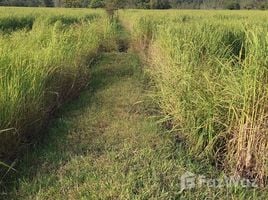 ヤソトン で売却中 土地区画, Fa Yat, マハ・チャナ・チャイ, ヤソトン