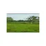  Land for sale in Pivijay, Magdalena, Pivijay, Magdalena, Colombia