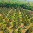  Land for sale in Thung Khwai Kin, Rayong, Thung Khwai Kin, Klaeng