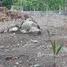  Land for sale in Talat Yai, Phuket, Talat Yai, Phuket Town, Phuket, Thailand