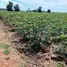  Land for sale in Bo Thong, Lop Buri, Bo Thong, Nong Muang