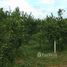  Land for sale in Fang, Chiang Mai, Mae Kha, Fang