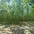  Land for sale in Ban Kha Ratchaburi, Ban Kha, Ban Kha, Ratchaburi