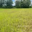  Land for sale in Na Kaeo, Lampang, Na Kaeo