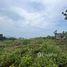  Land for sale in Surat Thani, Bo Phut, Koh Samui, Surat Thani