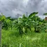  Land for sale in Mae Rim Chiang Mai, Don Kaeo, Mae Rim, Chiang Mai