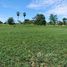  Land for sale in Uthai Thani, Thung Pho, Nong Chang, Uthai Thani
