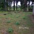  Land for sale in Amazonas, Balbina, Presidente Figueiredo, Amazonas