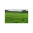  Land for sale in Pivijay, Magdalena, Pivijay, Magdalena, Colombia