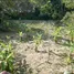  Land for sale in Pa Khlok, Phuket, Pa Khlok