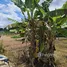  Land for sale in Nong Khwai, Chiang Mai, Nong Khwai