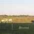  Grundstück zu verkaufen in Caceres, Mato Grosso, Caceres