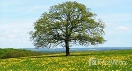 Verfügbare Objekte im Jardim